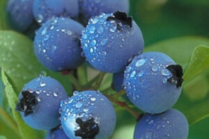 blueberry fragrance