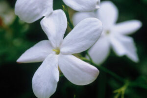 jasmine fragrance