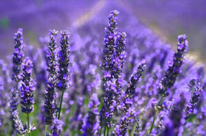 lavender fragrance